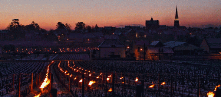 Lumignons dans les vignes à Meursault (21).